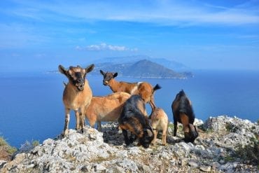 Caprette Parco Astarita Capri