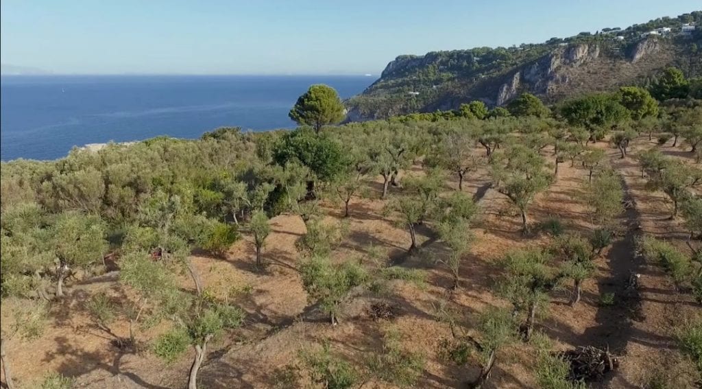 oro di capri - olio
