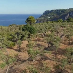 oro di capri - olio