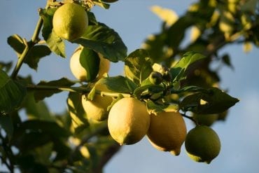 limoni di Sorrento