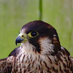 falco pellegrino