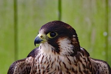 falco pellegrino