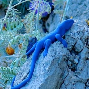 lucertola azzurra