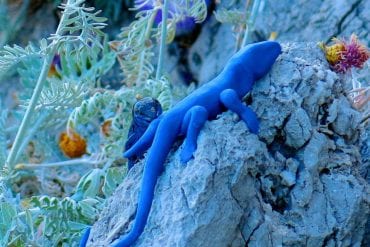 lucertola azzurra