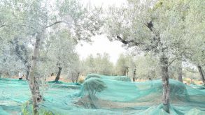 raccolta olive