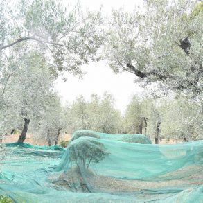 raccolta olive