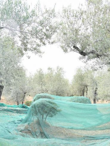 raccolta olive