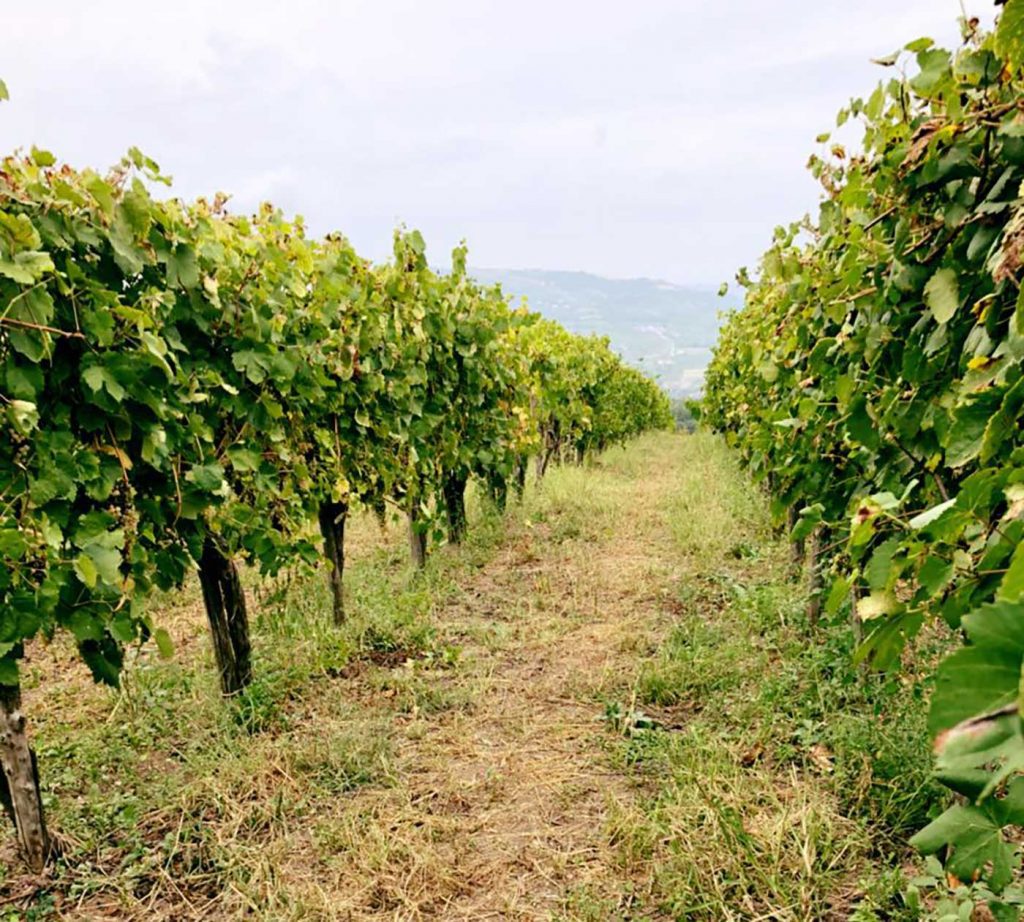 vino capri
