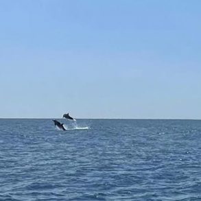 delfini