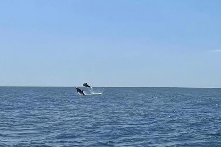 delfini